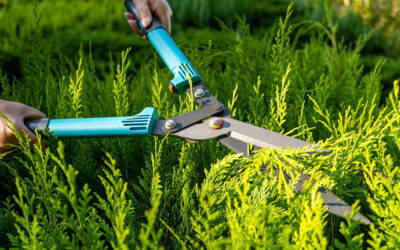 When to Trim Hedges: A Guide for Connecticut Homeowners