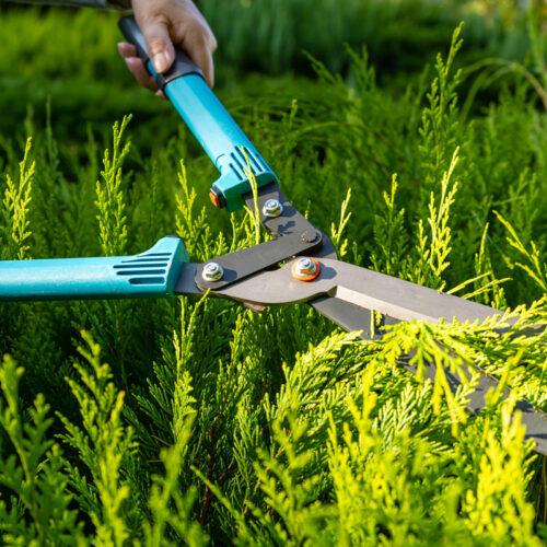 When to Trim Hedges: A Guide for Connecticut Homeowners